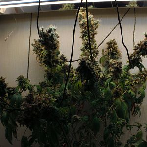 cinderella99 aka c99