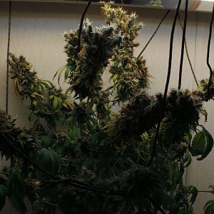 cinderella99 aka c99