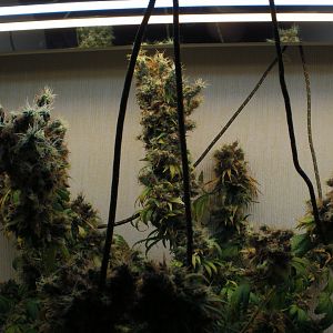 cinderella99 aka c99