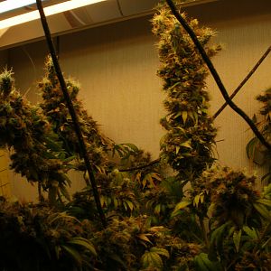 cinderella99 aka c99