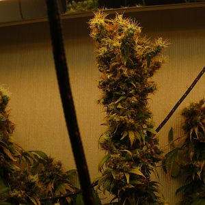 cinderella99 aka c99