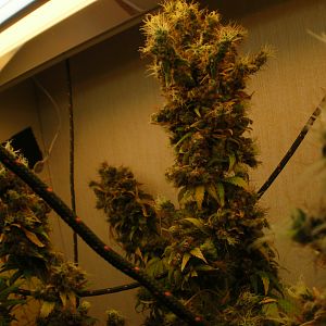 cinderella99 aka c99