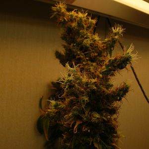 cinderella99 aka c99