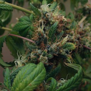 cinderella99 aka c99