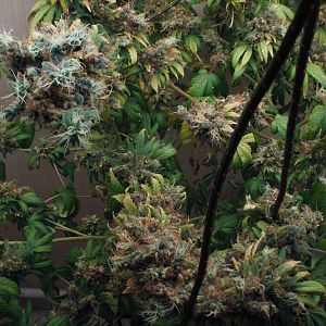 cinderella99 aka c99