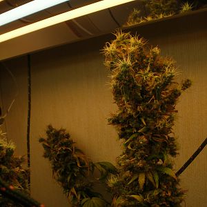 cinderella99 aka c99