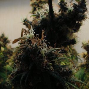 cinderella99 aka c99