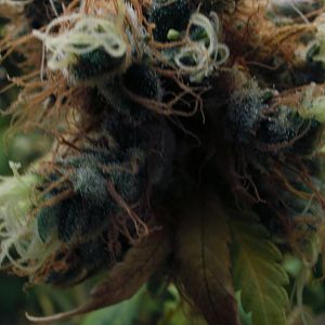 cinderella99 aka c99