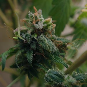 cinderella99 aka c99