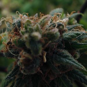 cinderella99 aka c99