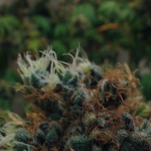 cinderella99 aka c99