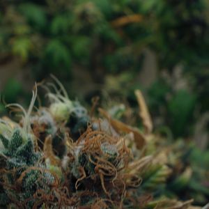 cinderella99 aka c99