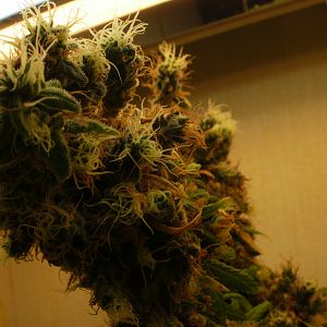 cinderella99 aka c99