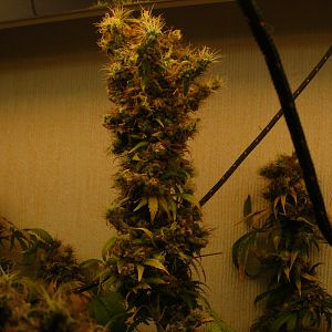 cinderella99 aka c99