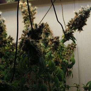 cinderella99 aka c99