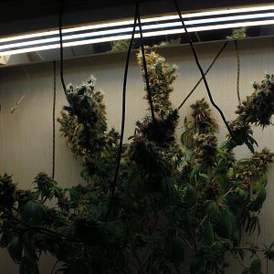 cinderella99 aka c99