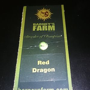 Barneys Farm Red Dragon