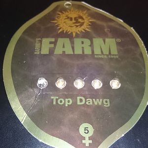 Barneys Farm Top Dawg