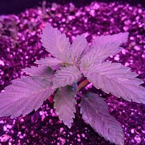 Barneys Farm Red Dragon