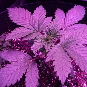 Barneys Farm Top Dawg