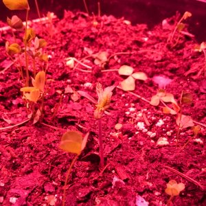 Sweet Tooth #3 seed from original unopened SOL pack