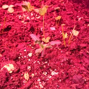 Sweet Tooth #3 seed from original unopened SOL pack