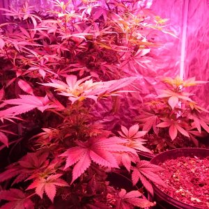 Group shot - Top Dawg (front left), FruitWreck (back left), Red Dragon (back right), Sweet Tooth (front right)