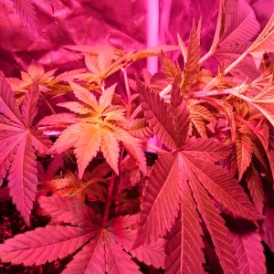 Red Dragon bent over