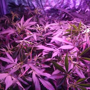 FruitWreck supercropped again