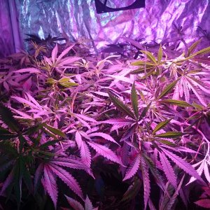 FruitWreck supercropped again