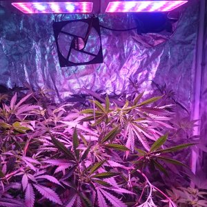 Temporarily down to one light