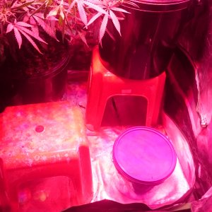 Giving the smaller plants a leg up