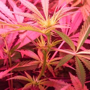 FruitWreck starting to flower