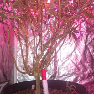 Fruitwreck stem shot