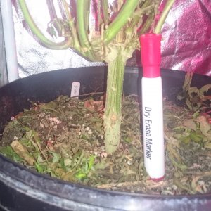 Fruitwreck stem shot