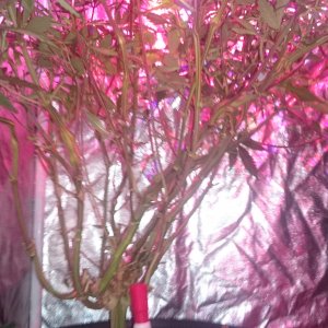 Fruitwreck under shot