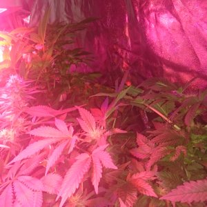 Red Dragon (back right) Top Dawg (front right)