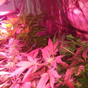 Red Dragon and Top Dawg