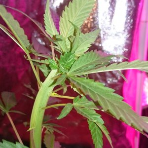 Sweet Tooth #3 fasciated/cresting