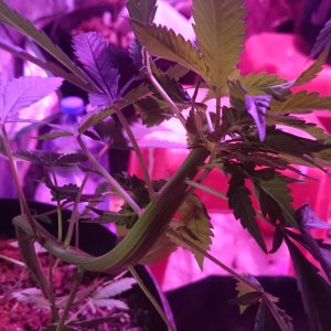 Sweet Tooth #3 fasciating / cresting