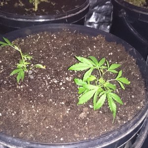 Fruitwreck clones planted in final containers