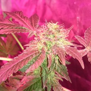 Top Dawg showing signs of reveg