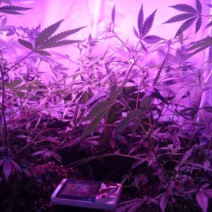 Fruitwreck cuts