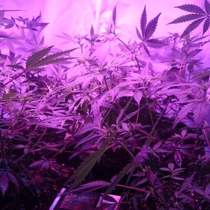 Fruitwreck cuts