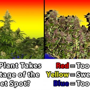 natural-vs-lst-cannabis-sweet-spot-lighting-distance.jpg