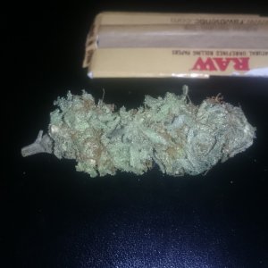 seeded bubba kush little bud