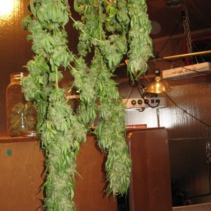 Media 'IMG_2607.JPG' in album 'JasoninOly's Album'