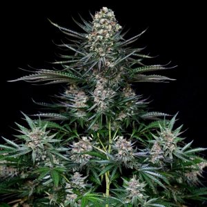 nordes outside of tent