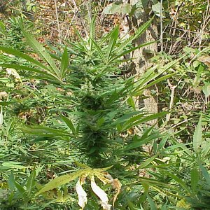 twentyfive-11th oct-19.JPG