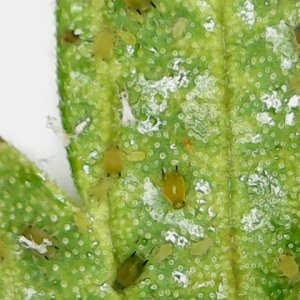 Sun Jan 27 12-49-55.jpg